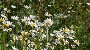 Güneşin aydınlattığı papatya tarlaları. 