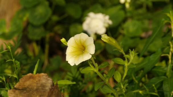 Duży Biały Puszysty Petunia Kwiat Zbliżenie — Wideo stockowe