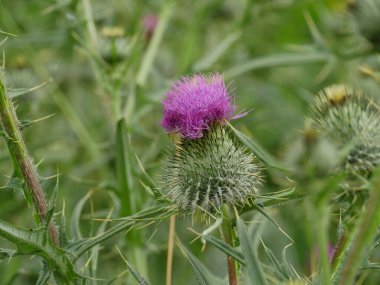 Onopordum akanyumunun dikenli çiçeği.