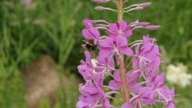 Yaban arısı yakındaki ateş çiçekleri üzerinde