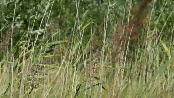 Canne Haute Herbe Verte Balançant Dans Panorama Vent Gros Plan — Video