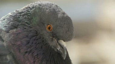 Dalgalı bir güvercinin kafası, göz açıp kapayıncaya kadar yanıp sönüyor.