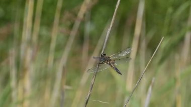 Dalda oturan büyük yusufçuk rüzgarla mücadele ediyor. 
