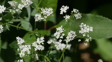Beyaz, küçük çarmıha gerilmiş çiçekleri yakından çek.