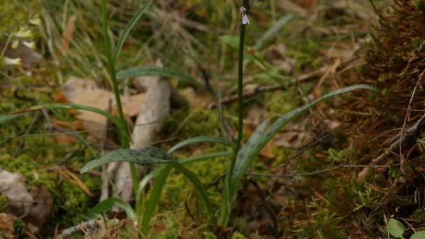 Blommande Fläckiga Orkidéer Ett Träsk Panorama Närbild — Stockvideo