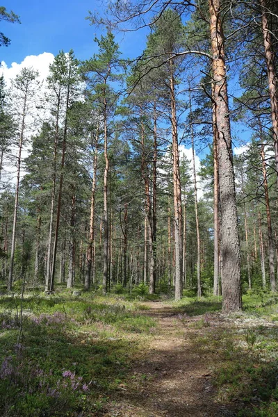 Çam Ormanı Manzaralı Yaz Manzarası Planda Bir Yol Arka Planda — Stok fotoğraf