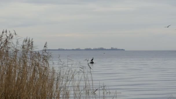 Lago Otoño Paisaje Primer Plano Cañas Secas Pájaro Solitario Sienta — Vídeos de Stock