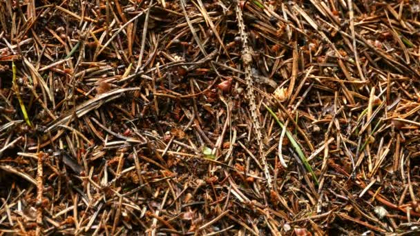 Çam Iğneleri Dallardan Yapılmış Karınca Yuvasının Etrafında Koşan Kırmızı Karıncalar — Stok video