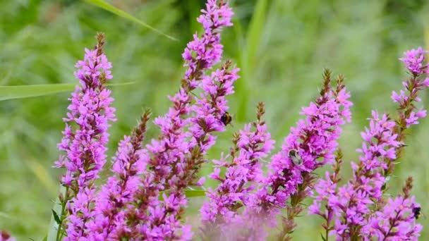 Muchos Grandes Abejorros Rayados Flor Silvestre Brillante Lythrum Salicaria — Vídeo de stock