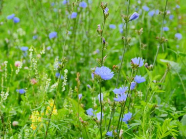 Mavi hindiba çiçeği açan çayır arkaplanı