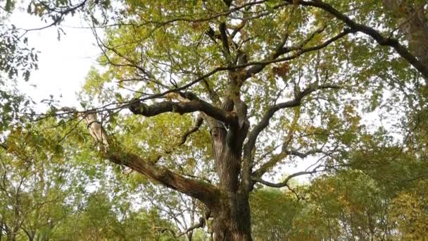 Enorme Panoramica Quercia Diffusione Dall Alto Verso Basso — Video Stock