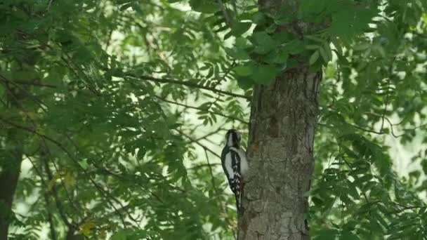Büyük Kırmızı Ağaçkakan Yeşil Yaprakların Arasındaki Ağaçta Oturur Larvaları Gagalarken — Stok video