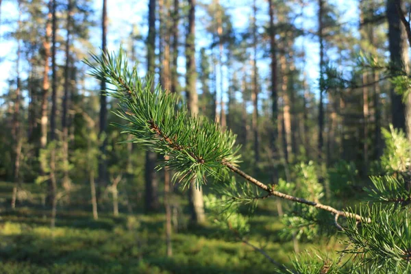 Tall Gröna Grenar Och Nålar Närbild Belyst Solens Strålar — Stockfoto