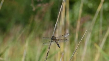 Büyük bir yusufçuk güneş altında güneşlenen bir dalda oturuyor.