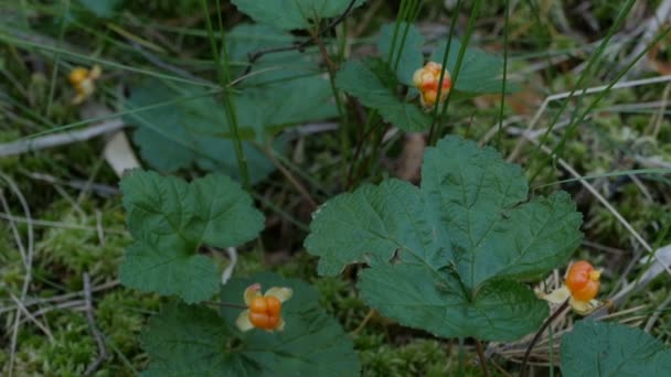 Reife Beere Moltebeere Gelbe Beere Nördlicher Wald Kamera Bewegung — Stockvideo