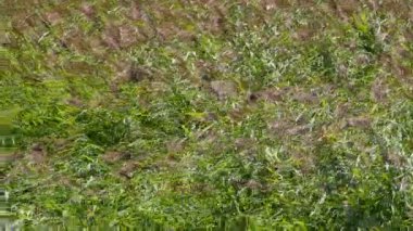 Rüzgar kıvrılır ve sallanır açan sazlıklar, deniz dalgaları gibi, yeşil arka plan