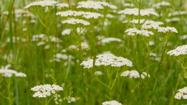 Prado Verde Con Muchas Flores Blancas Cerca — Vídeos de Stock