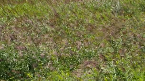 Wind Wiegt Blühendes Schilf Als Das Meer Wellen Würde Grüner — Stockvideo