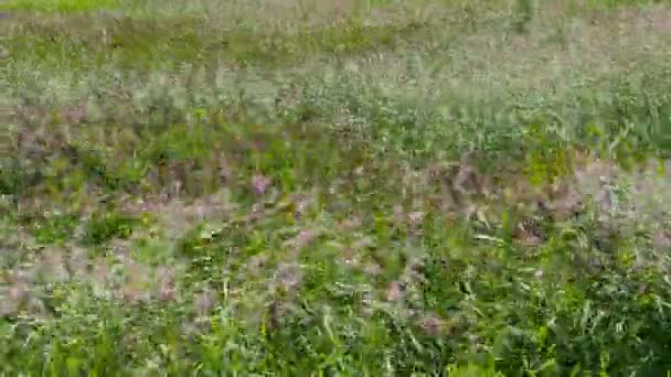 芦苇背景的风沙 — 图库视频影像