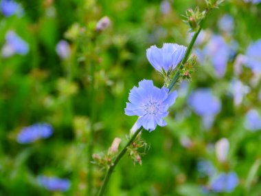 chicory narin mavi çiçekler yakın çekim ilkbahar dürtüleri