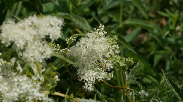 Αρωματικό Κεράσι Πουλιών Ανοιξιάτικα Άνθη Λευκά Λουλούδια Ανθίζουν Πάντα Ψυχρό — Αρχείο Βίντεο