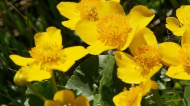 spring primroses marsh marigold or caltha, bright yellow flowers with stamens tremble from the wind close-up