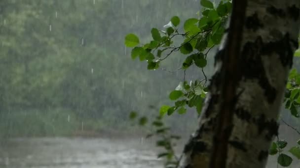 Versando Pioggia Estiva Nella Natura Panorama Rallentatore Persona Colta Acquazzone — Video Stock