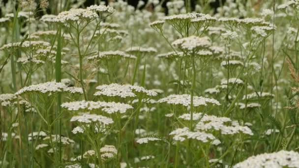 Yarrow Bloeiende Geneeskrachtige Plant Weide Vol Met Witte Yarrow Bloemen — Stockvideo