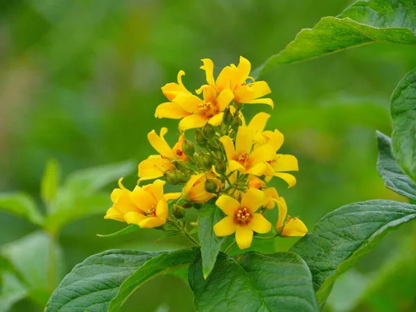 Sarı çiçekli hiperikum. Yakın plan, bitkisel bitki. 