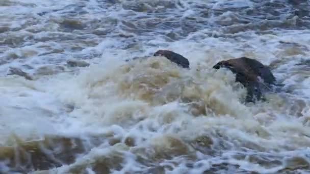 Гірська Річка Біла Вода — стокове відео