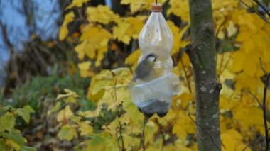 Kuş memeli fare yavaş çekimde uçar.