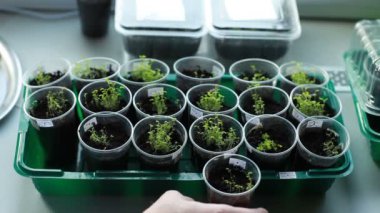 Pencere kenarındaki bir serada filizlenen küçük yeşil filizler. Elinde bir saksı dolusu bitki tutan bahçıvan.