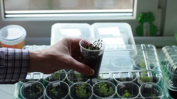 鉢の庭師の小さな緑の芽を苗に植え付け窓辺の温室 — ストック動画