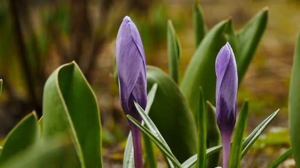 Crocus Purpurowe Wiosenne Kwiaty Pierwiosnki Zbliżenie — Wideo stockowe