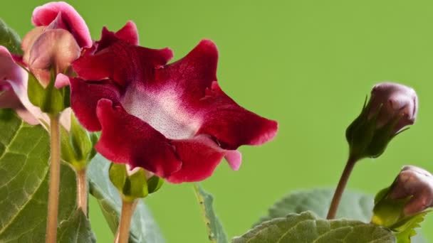 Vermelho Flores Interiores Gloxinia Verde Perto — Vídeo de Stock