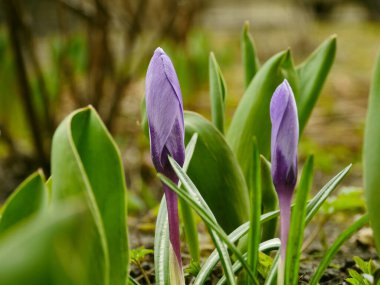 Kırsal mor bahar çiçekleri. Kapalı çekimde güller.