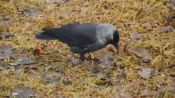 Ptáci Jackdaws Loňském Spadlém Listí Při Hledání Hmyzu Zblízka Sledování — Stock video