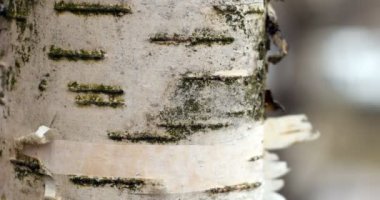 Karelya beyaz huş ağacı kabuğu yakın plan