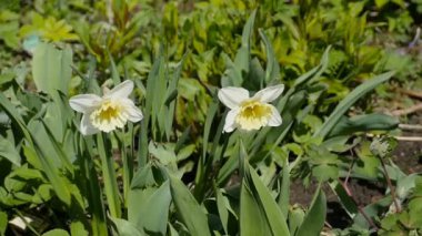 Bahçede çiçek açan nergisler Rüzgarda sallanıyor