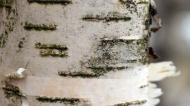 Beyaz huş ağacı kabuğu kamera hareket halinde.