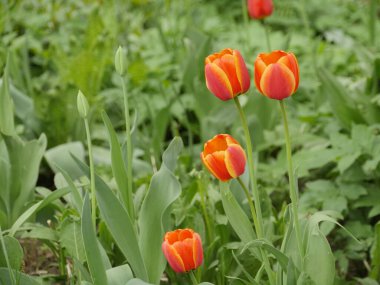 Baharda bahçede büyük kırmızı laleler açar. 