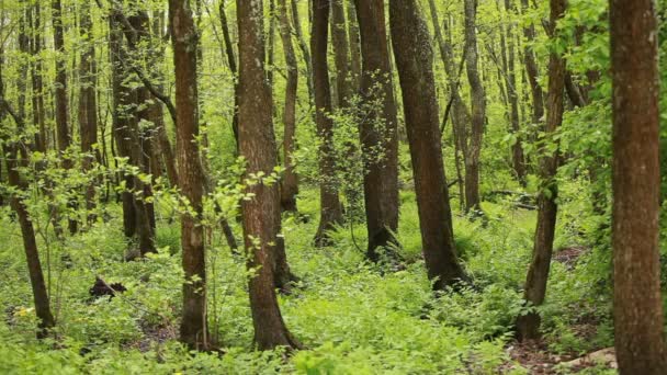 Wet Alder Forest Green Fern Summer Landscape — 비디오