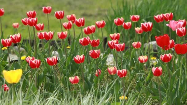 Много Ярко Красных Тюльпанов Освещенных Весенним Солнцем — стоковое видео