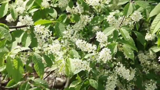 Blommande Fågel Körsbär Med Många Vita Blommor — Stockvideo