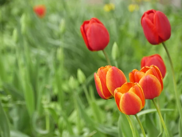 春には庭に赤いチューリップが咲き — ストック写真