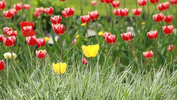 Cinta Rayas Hierba Tulipanes Florecientes Primavera Fondo Soleado — Vídeo de stock