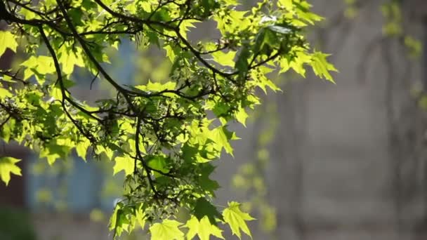 夏の暑さに照らされた緑のカエデの葉 — ストック動画