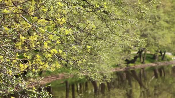 Voorjaar Landschap Abstracte Groene Achtergrond Bomen Weerspiegeld Meer Water — Stockvideo