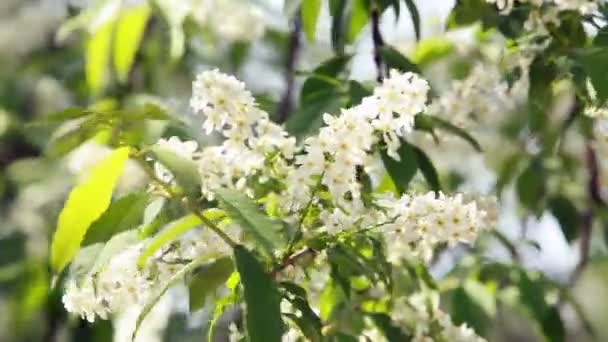 Flores Blancas Inflorescencias Flores Cerezo Pájaro Primer Plano Soleado Paisaje — Vídeos de Stock