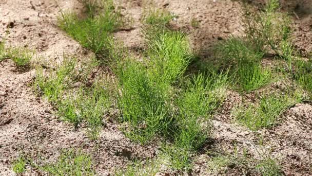 Grüner Schachtelhalm Auf Trockenem Sandigen Boden — Stockvideo